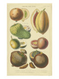 Frutas y frutos secos I Lámina giclée por Vision Studio Frutas y frutos secos I Lámina giclée por Vision Studio