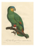 Barraband Parrot No. 110 Giclee-trykk av Jacques Barraband Barraband Parrot No. 110 Giclee-trykk av Jacques Barraband