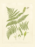Ferns with Platemark I Giclee Print