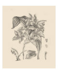 Orchid on Khaki IV reproduction procédé giclée par Samuel Curtis