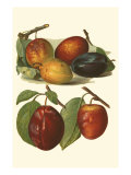 Plum Varieties I Lámina giclée por John Wright