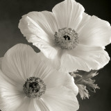 Poppy Study I Kunstdrucke von Sondra Wampler