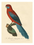 Barraband Parrot No. 78 Giclee Print by Jacques Barraband