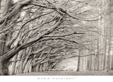 Crystal Grove Prints by Chris Honeysett