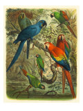 Tropical Birds III Lámina giclée por Cassel