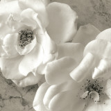 Poppy Study III Posters af Sondra Wampler Poppy Study III Posters af Sondra Wampler