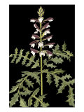 Acanthus in Bloom Lámina giclée por Nina Tenser