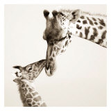 Precious Moments I Arte por Susann & Frank Parker Precious Moments I Arte por Susann & Frank Parker