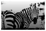 Zebra Chrome I Prints by Susann & Frank Parker