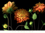 Orange Dahlia Garden Affiches par Pip Bloomfield