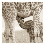 Precious Moments III Prints by Susann & Frank Parker