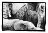Eletexture Print by Susann & Frank Parker