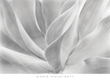 White Agave Póster por Chris Honeysett White Agave Póster por Chris Honeysett