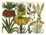 Printed Arena Botanical I Giclee Print by Vision Studio 