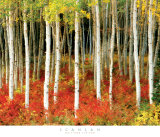 Aspen Grove Prints by John Scanlan