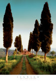 Cypress Lane Prints by John Scanlan