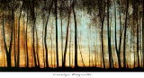 Golden Forest Lámina por Carolyn Reynolds Golden Forest Lámina por Carolyn Reynolds