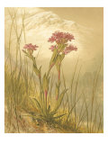Alpine Florals II Impressão giclée por Vision Studio