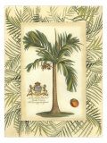 Palm in Bamboo III Giclée-Druck von Vision Studio 
