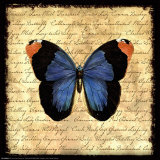 Butterfly Blue Print