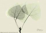 Aspen Leaves Print by Albert Koetsier Aspen Leaves Print by Albert Koetsier