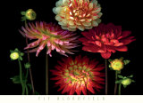 Dahlia Garden Poster von Pip Bloomfield