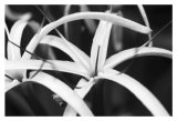 Dynamic Bloom Prints by Susann & Frank Parker