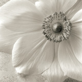 Poppy Study II Plakater af Sondra Wampler Poppy Study II Plakater af Sondra Wampler