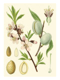 Nature's Harvest II Giclee Print by Vision Studio 