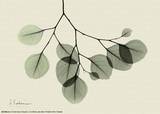 Sage Eucalyptus Leaves II Affiches par Albert Koetsier