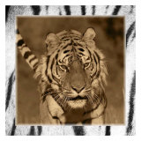 Tiger Views Posters by Susann & Frank Parker Tiger Views Posters by Susann & Frank Parker
