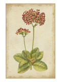 Curtis Blooms in Red III Giclee Print by Vision Studio 