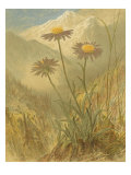Alpine Florals III Impressão giclée por Vision Studio