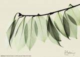 Sage Eucalyptus Leaves I Kunstdrucke von Albert Koetsier