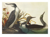 Red-Throated Diver Giclee Print by John James Audubon