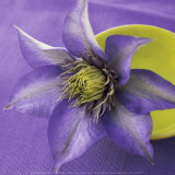 Catherine Beyler - Clematis and Bowl - Reprodüksiyon Catherine Beyler - Clematis and Bowl - Reprodüksiyon