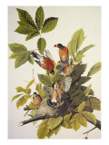 American Robin Giclée-Druck von John James Audubon