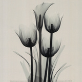 Marianne Haas - Tulips and Arum Lily Umělecké plakáty Marianne Haas - Tulips and Arum Lily Umělecké plakáty
