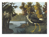 Yellow Shank Giclee Print by John James Audubon