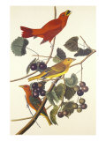 Ave roja de verano Lámina giclée por John James Audubon Ave roja de verano Lámina giclée por John James Audubon