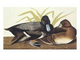 Scaup Duck Giclee Print by John James Audubon
