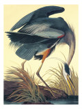 Kanadareiher Giclée-Druck von John James Audubon