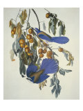 Florida Jay Giclee Print by John James Audubon