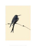 Little Bird Posters by Aurore De La Morinrie