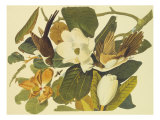 Coulicou à bec noir Reproduction procédé giclée par John James Audubon