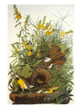 Wiesenstärling Giclée-Druck von John James Audubon