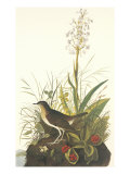 Tawny Thrush Giclee Print by John James Audubon
