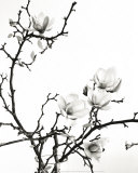 Branch of Magnolia Art par Henry Wilson
