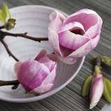 Catherine Beyler - Magnolia on a Bowl - Art Print Catherine Beyler - Magnolia on a Bowl - Art Print