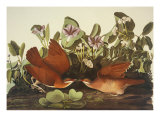 Key-West Dove Giclee Print by John James Audubon